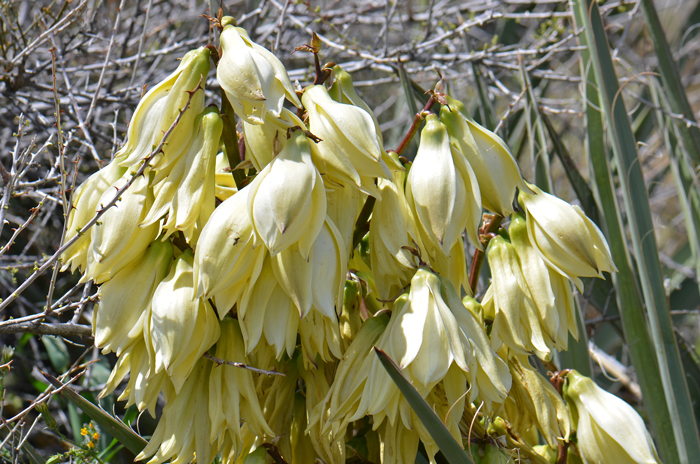 Banana Yucca, or Spanish Bayonet, has separate male and female flowers (monecious); both the sepals and petals look similar and are collectively referred to as “tepals”. The flower stalk may reach 2 ½ or 3 feet tall. Yucca baccata